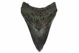3.71" Fossil Megalodon Tooth - South Carolina - #130839-1